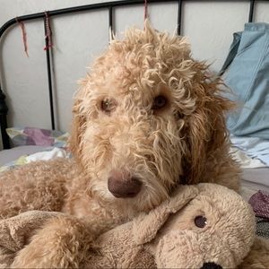 Meet your Posher, Rosie